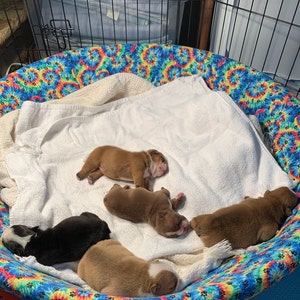 kiddie pool for whelping box