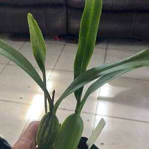 Yolanda added a photo of their purchase