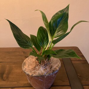 Kate added a photo of their purchase