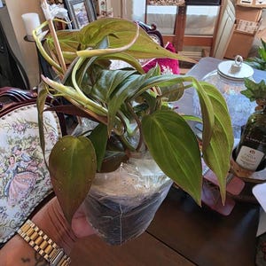 Nan added a photo of their purchase