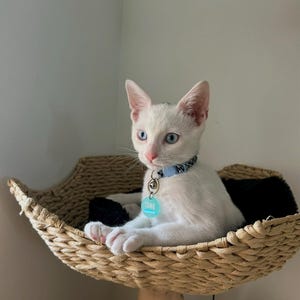 Etsy-koper heeft een foto van de aankoop toegevoegd