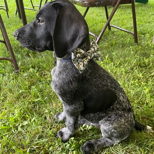 Gray Herringbone Dog Collar Bow Tie Wedding Dog Bow Bridal Etsy
