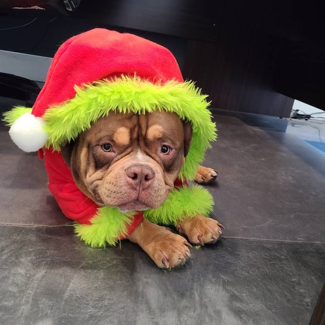 Traje de perro de Pap Noel disfraz de perro de Navidad chaqueta