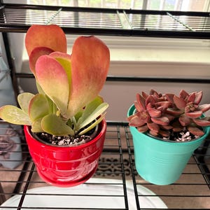 Flapjacks Succulent: Kalanchoe Luciae Paddle Plant - Etsy