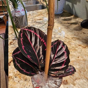 Christine ha aggiunto una foto del proprio acquisto