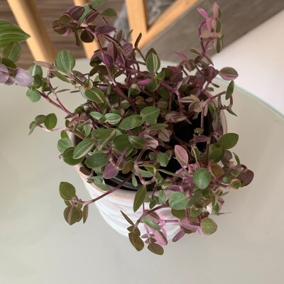 Barred Owl Nesting Box With Solar Powered PIR Wifi Camera Opossum