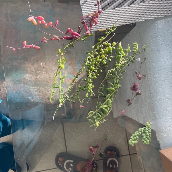 20 Trailing Succulent Strings With 7 Varieties, String of Pearl, String ...