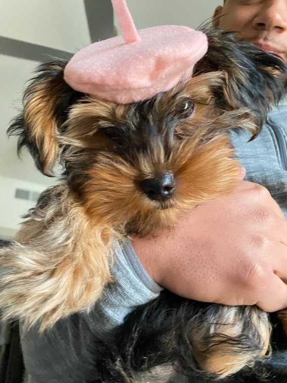 Customer photo of a pet with the Beret Personalized for small pet Raspberry