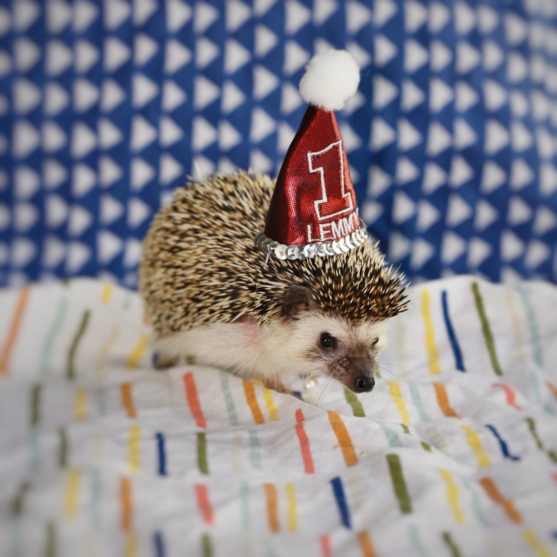 Customer photo of a pet with the First Birthday hat and matching tie or bow