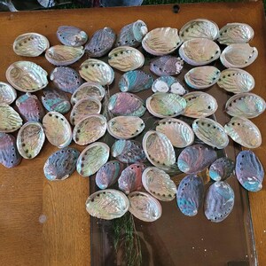 卸売（2-3インチ）35 - 150個のアワビの貝殻。貝殻工芸品沿岸ビーチ