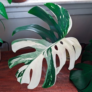 Monstera Albo Extra White High Variegation Variegated - Etsy