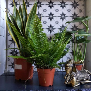 dhatis added a photo of their purchase