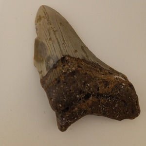 Broken Megalodon Shark Teeth, Real Fossil Sharks Tooth, Unique Arts and