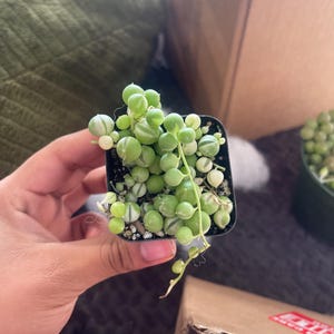 Etsy-koper heeft een foto van de aankoop toegevoegd