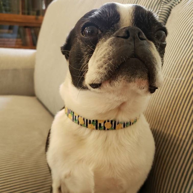 MuttsnBones Unique Dog Collars Leashes and More by MuttsnBones