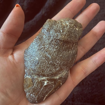 Broken Megalodon Shark Teeth, Real Fossil Sharks Tooth, Unique Arts and