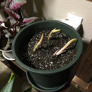 Isabelle added a photo of their purchase