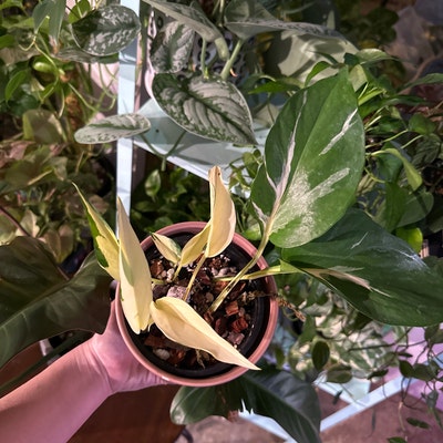 Hoya Carnosa Compacta Rubra Wax Plant 3 Pot - Etsy