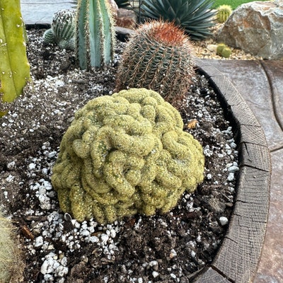 Senecio Radicans'string of Fish Hooks' Rare Succulent Plant - Etsy