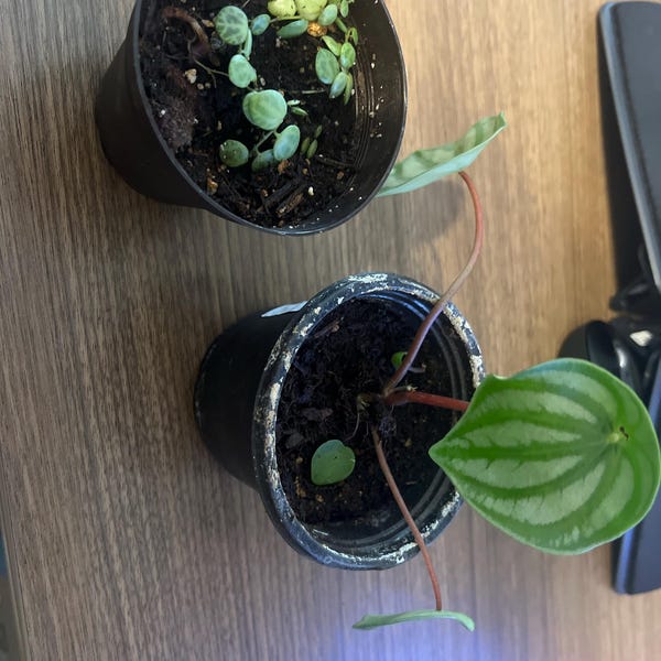 Vining Turtle String of Turtles Vining Starter Plant **(ALL Starter Plants Require ...