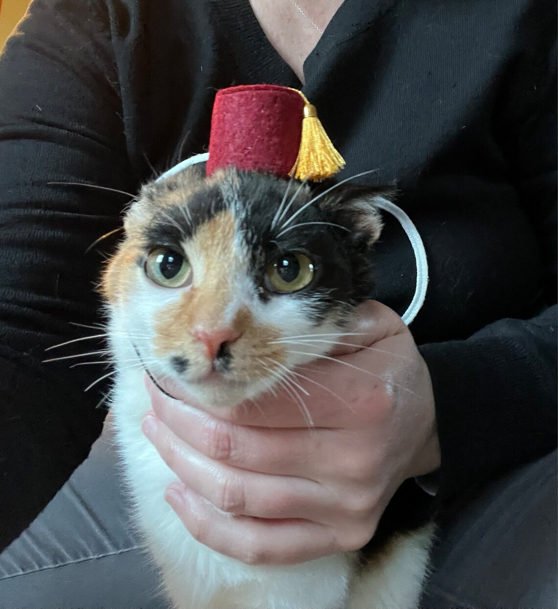 Customer photo of a pet with the Fez Hat mini small pet Cat Dog Hedgehog Vogue