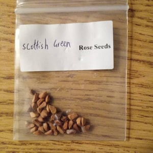 Shea added a photo of their purchase