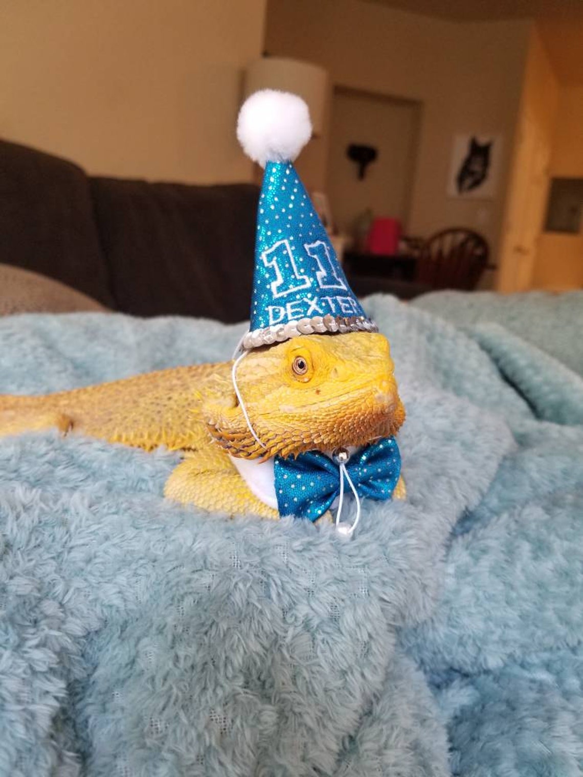 Customer photo of a pet with the First Birthday hat and matching tie or bow