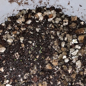 Monilaria moniliforme Rare succulent 10 seeds | Etsy