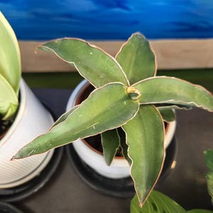 Sansevieria Blue Kew Natural 4”pot (ALL PLANTS Require You to