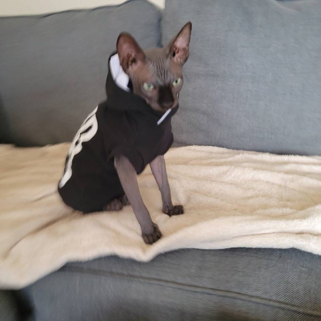 Sphynx Cat Clothes Cat Clothing for all par PolocatsCreations