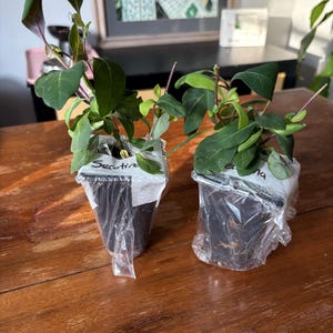 Drummond's Pink Creeping Phlox White Flowers Periwinkle Ground Cover Live Plant