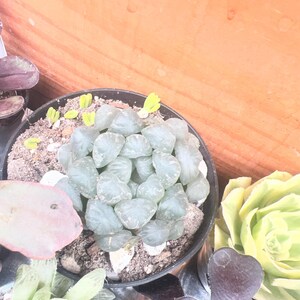 Rare Succulents, Haworthia Kyodai Akasen Lens (3.5