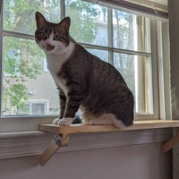 WingFly Katzen-Hängematte Fürs Fenster – Bis 18 Kg, Waschbares Kissen, Ohne Bohren, Holzleiste