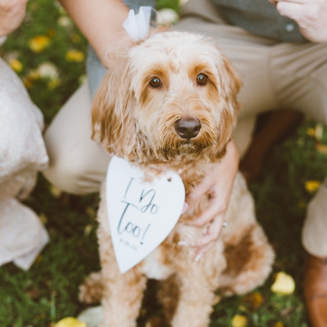Hundehalstuch 'My Humans Are Getting Married' – Für Hochzeiten & Verlobungen, Weiß/schwarz