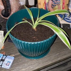 Rachel added a photo of their purchase