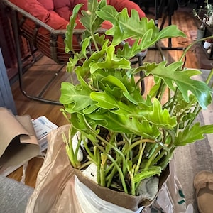 Christy ha añadido una foto de su compra