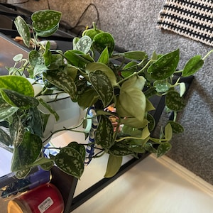 Yannathm added a photo of their purchase