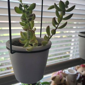 Cotyledon Pendens Cliff Hanger with root - 2-5th picture - example of what  you will receive / Rare