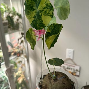 bananenbaum variegata Musa Nono (Pink Variegata)