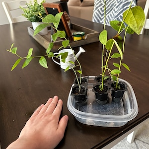 Ashley added a photo of their purchase