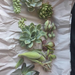 Koko added a photo of their purchase