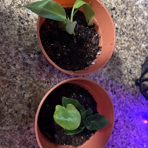 ZoiClaire ha aggiunto una foto del proprio acquisto