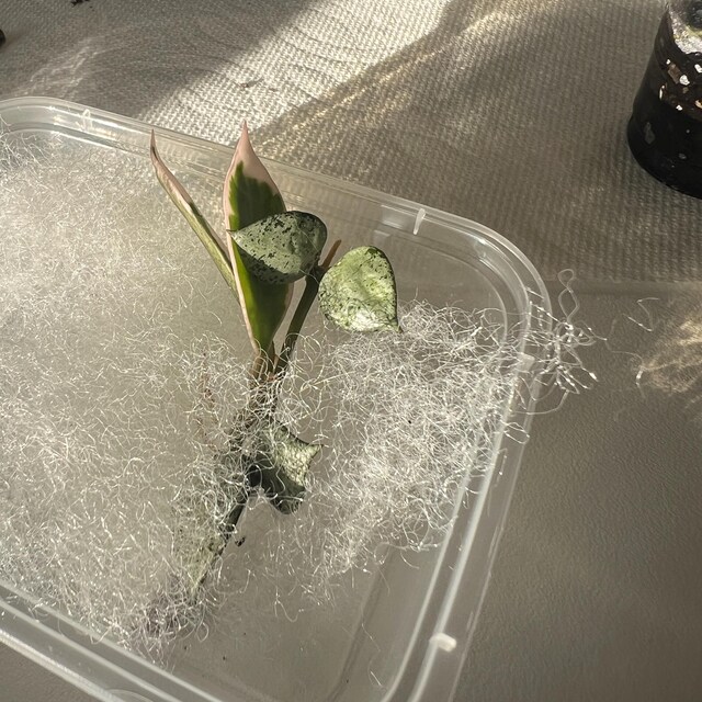 Hoya Lacunosa Asami (clone 2) UNROOTED Cuttings - Etsy