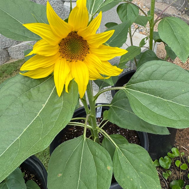 How to Grow Teddy Bear Sunflowers