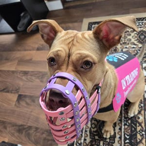 カスタム犬用口輪 – 柔らかくて防水性のある手作りバイオセイン製口輪