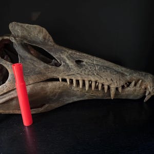 巨大なスピノサウルスの頭蓋骨（レプリカ） - Etsy 日本