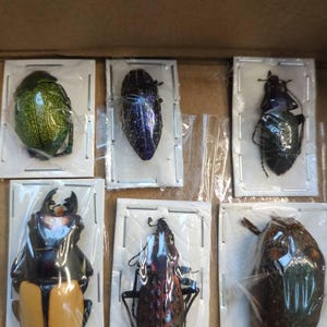 マダガスカル産の本物のブルーサファイアメタリック宝石玉虫