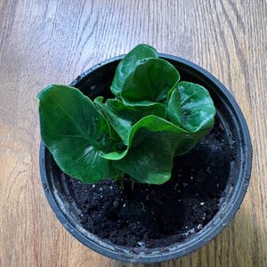 Melanie ha aggiunto una foto del proprio acquisto