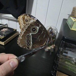 本物の青いモルフォヘレノール熱帯蝶、標本用未固定A1オスまたはメス