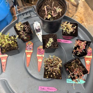 LaLaunie added a photo of their purchase